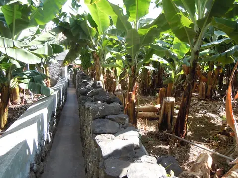 Banana plantations in Madalena do Mar
